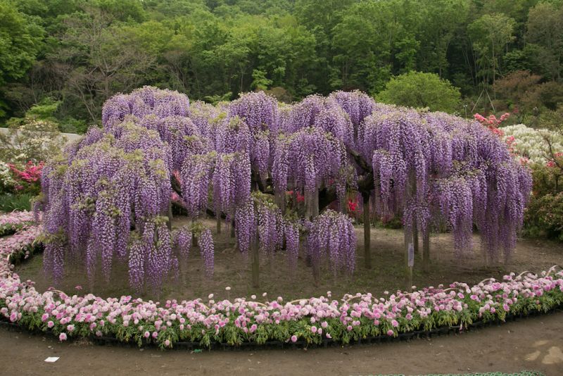 hoa tử đằng công viên Ashikaga hoa tử đằng công viên Ashikaga